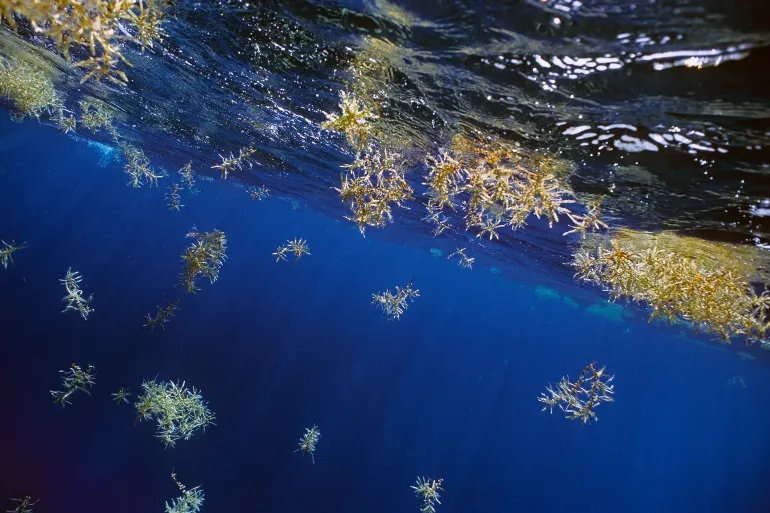 Sargassum