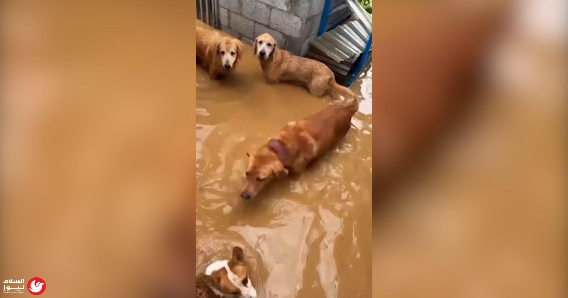 ���� ������ ����.. ���� ���� ����� ������ ������ �