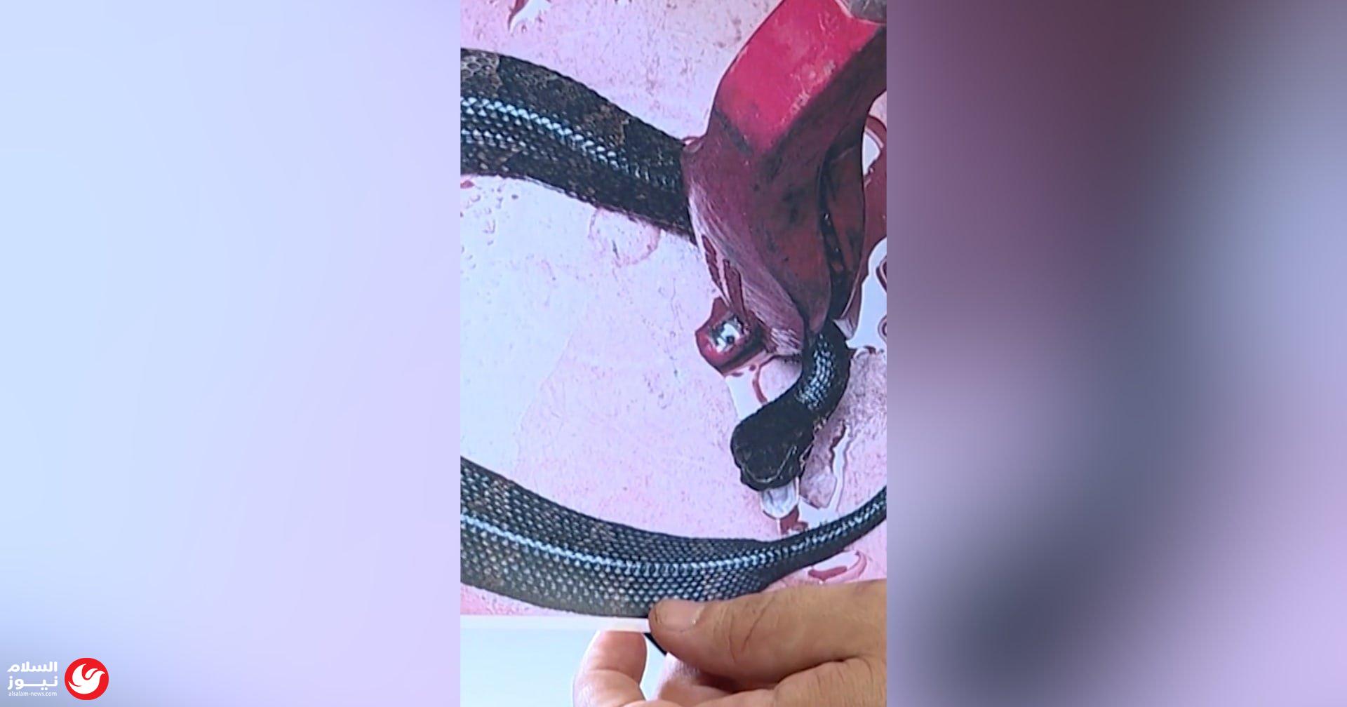 ��� �� ������: ����� ��� ����� ������ ���� ����� �