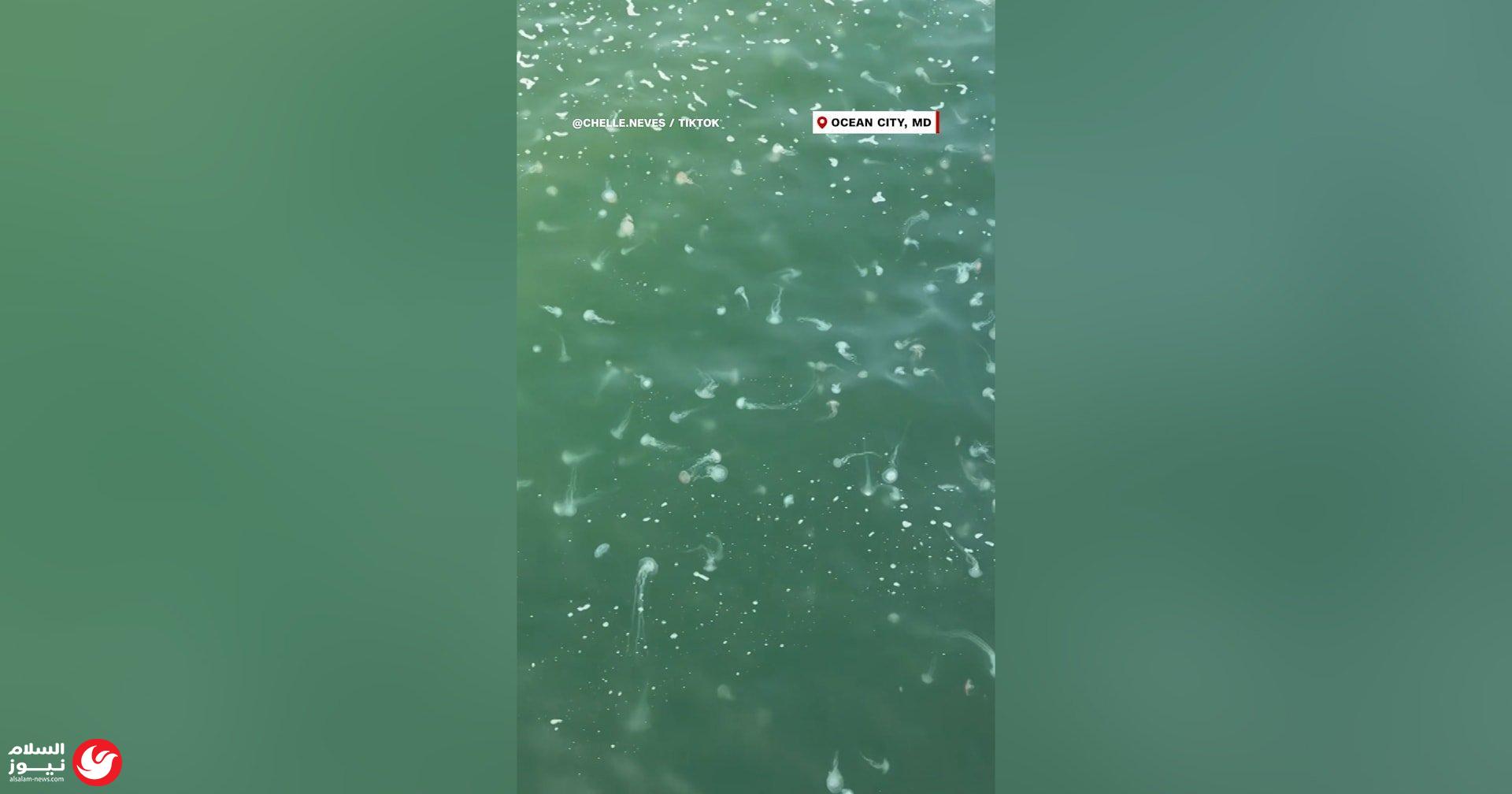 ��� ����� ���� ��������� �� ��������.. ����� ���