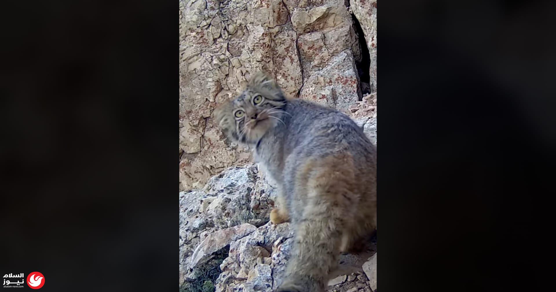 ��� ���� ��� ������.. ����� ����� �� ������� ��