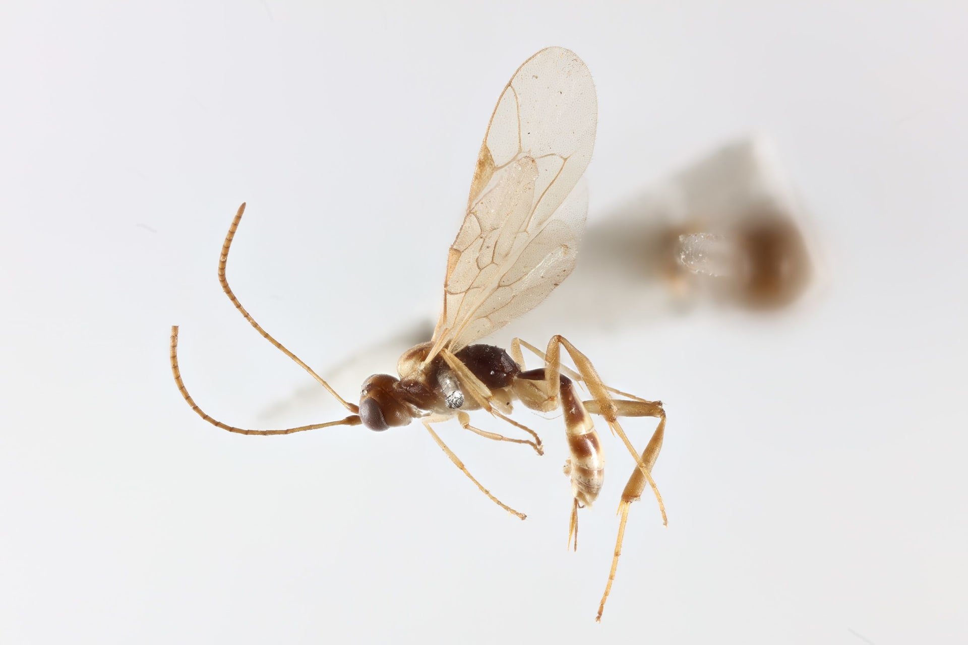 ���� Attenboroughnculus tau