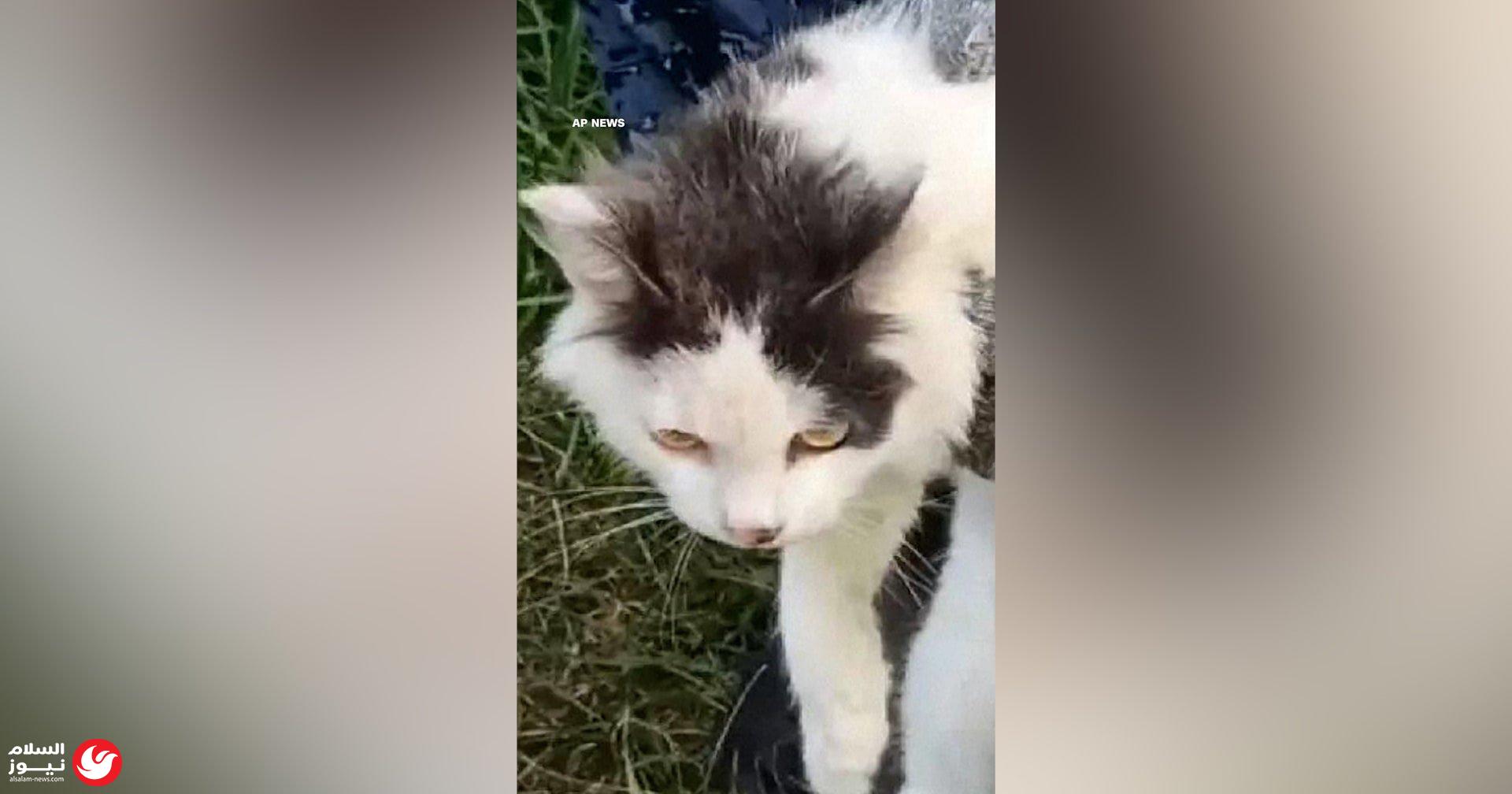 ��� ����� �����: ��� ���� ���� ���� ������ �����