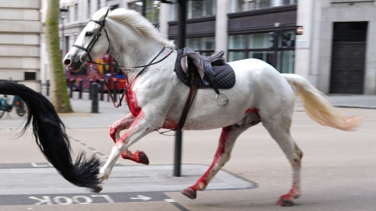 حادثة الخيول الطليقة في لندن تتسبب في إصابة أربعة أشخاص