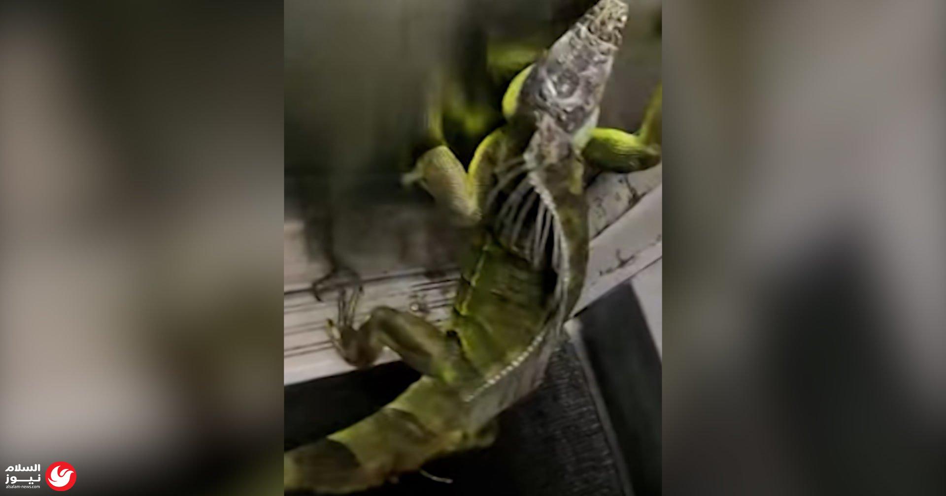 ��� ��� ����� �� ������.. ����� ������ ������ 
