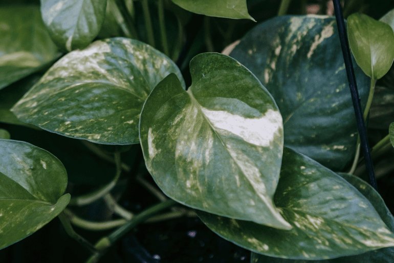 Pothos